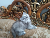 Persian cat